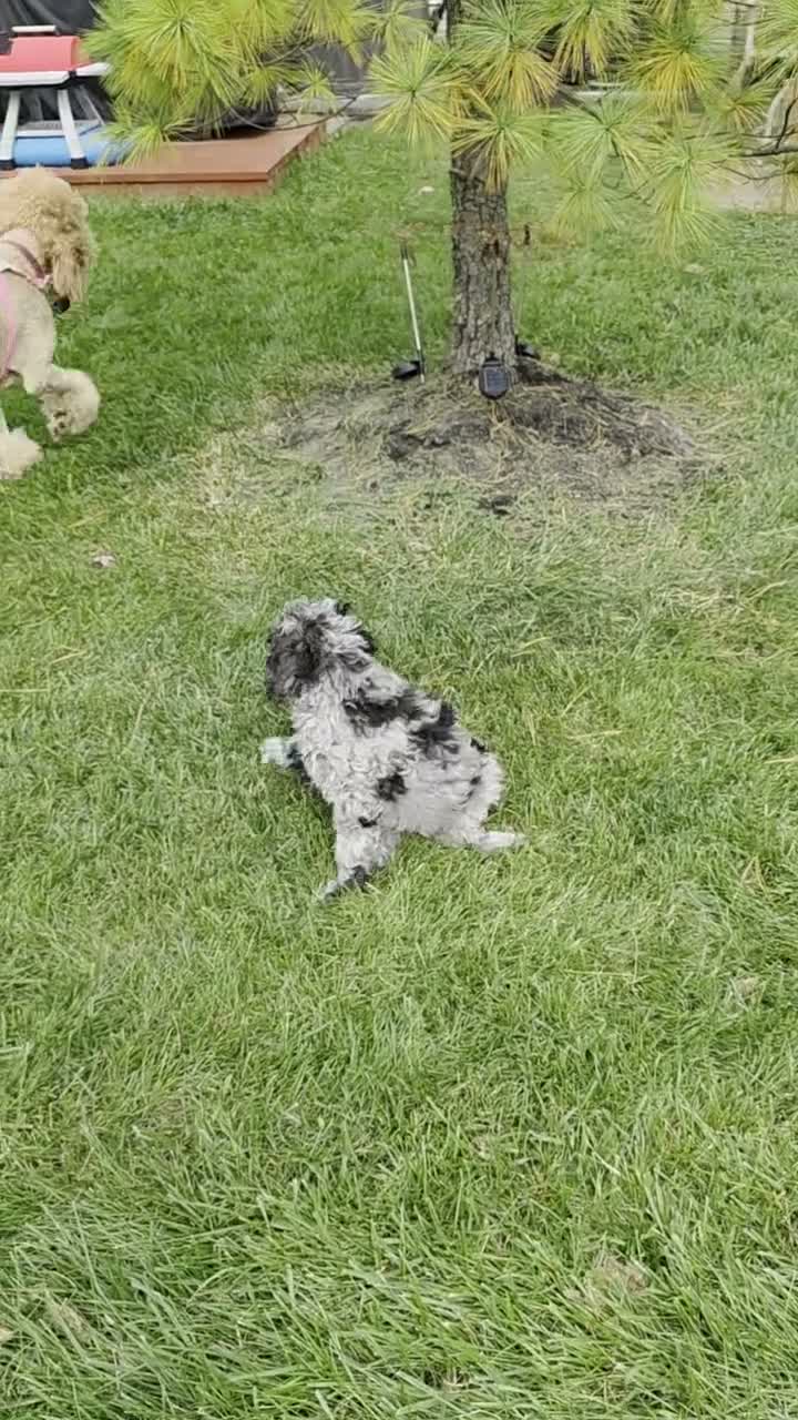 Standard Poodle dogs for sale: Black Tail - Video 3