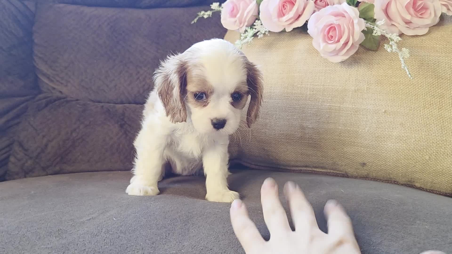 Cavalier King Charles Spaniel dogs for sale: Daphne - Video 2