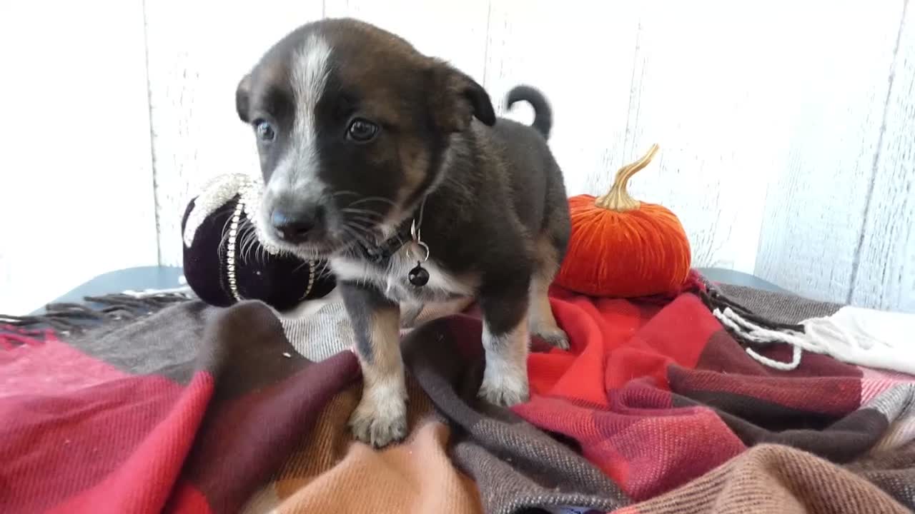 Australian Cattle Dog dogs for sale: Australian Cattle Dog 8 Maddie - Video 1