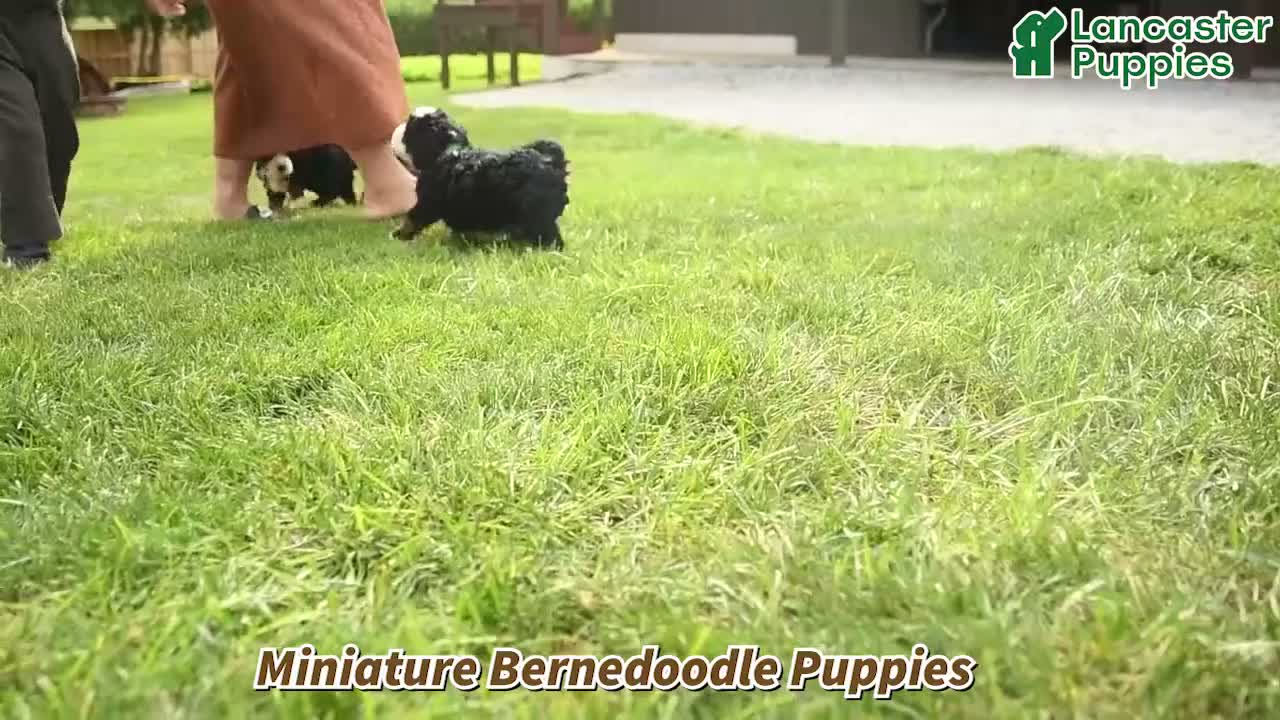 Mini Bernedoodle dogs for sale: Charlotte  - Video 1