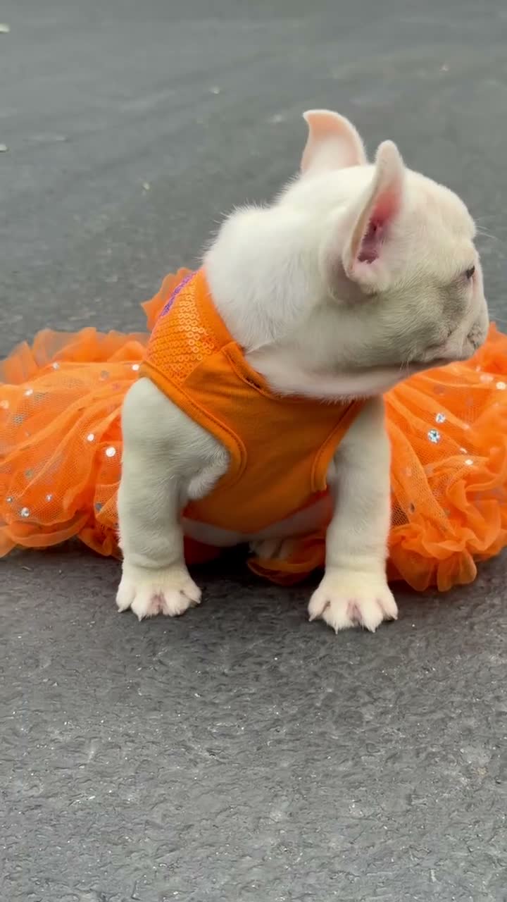 French Bulldog dogs for sale: Anfisa - Video 1