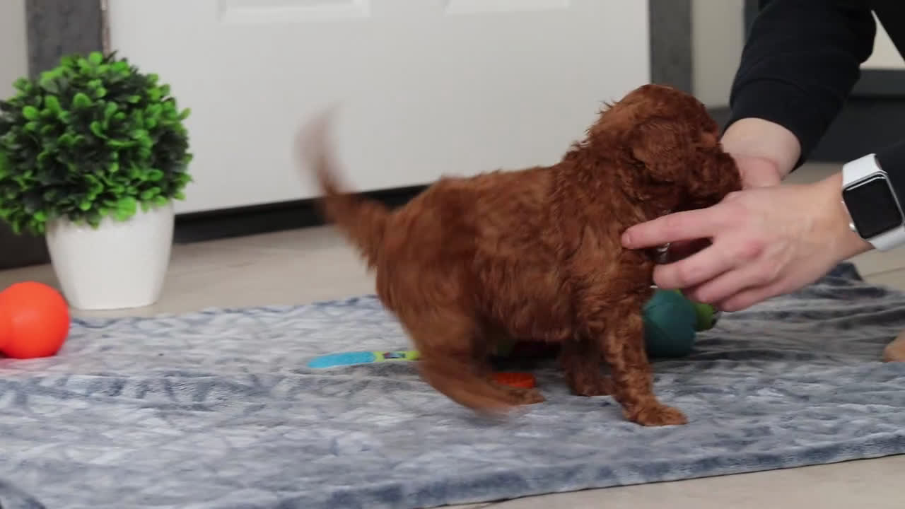 Mini Goldendoodle dogs for sale: Mitch - Video 1