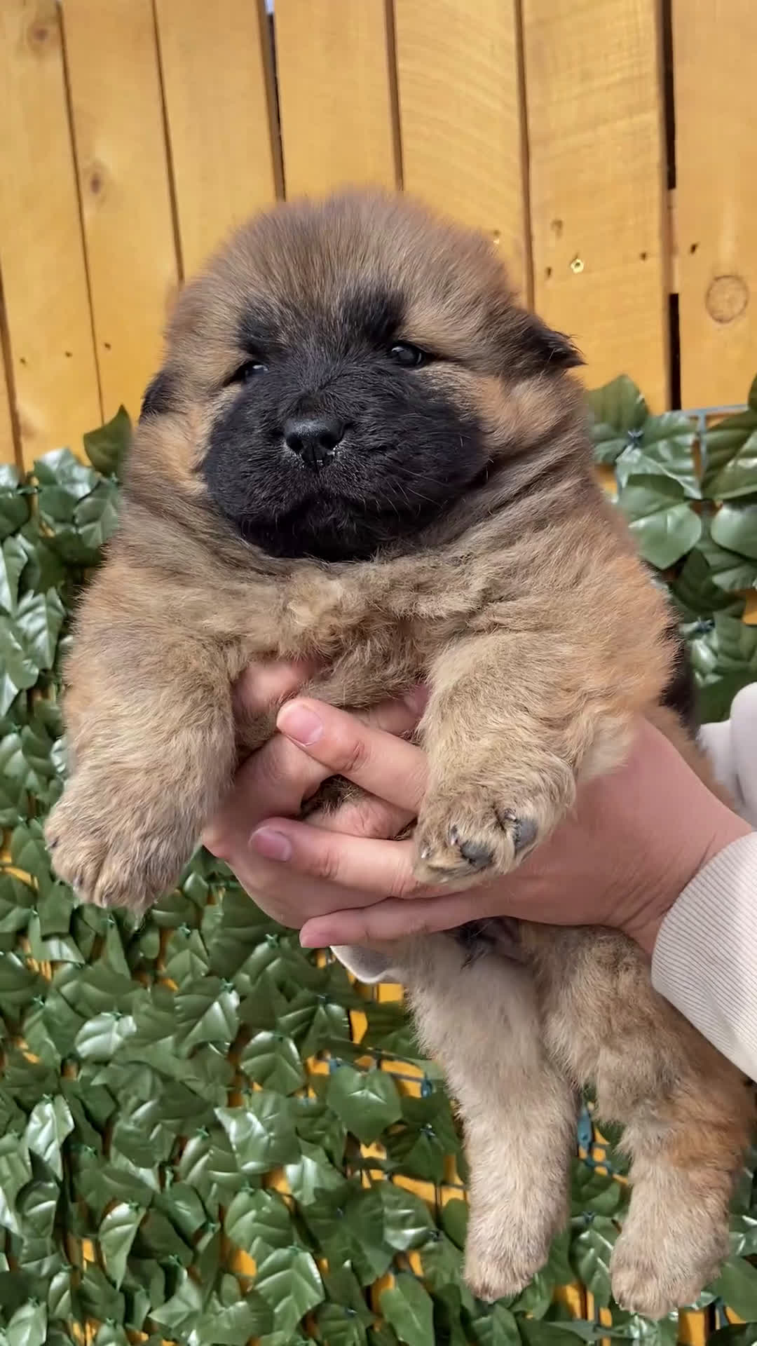 Chow Chow dogs for sale: Chow Chow Puppy 4 - Video 1