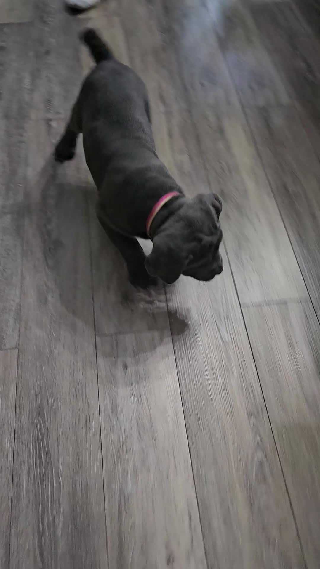 Cane Corso dogs for sale: Scarlett - Video 1