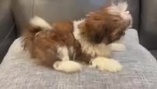 Shih Tzu dogs for sale: Lena - Video 2