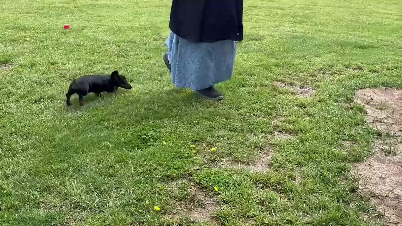 Dachshund dogs for sale: Peanut - Video 1