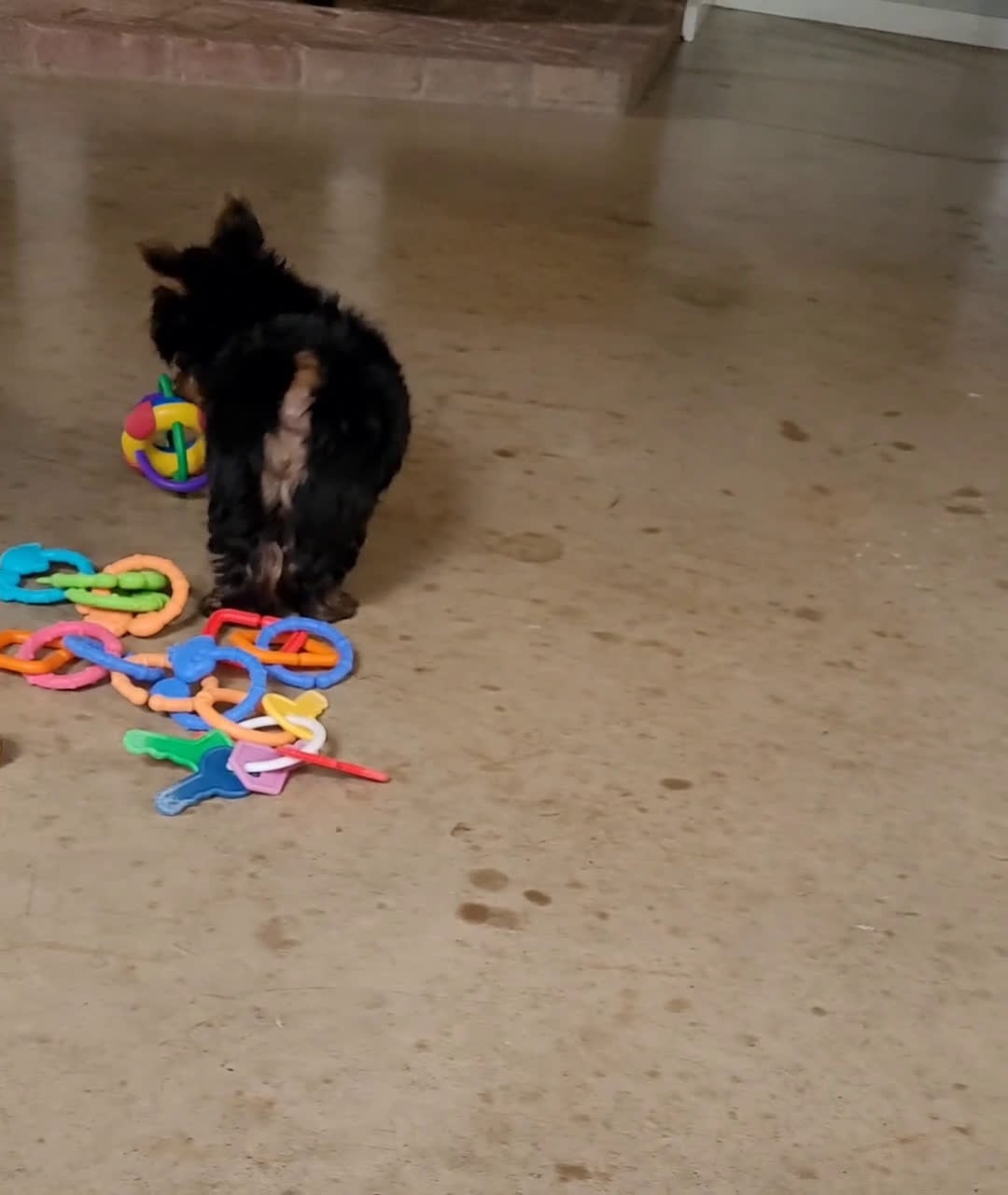 Yorkshire Terrier dogs for sale: Tracker  - Video 1