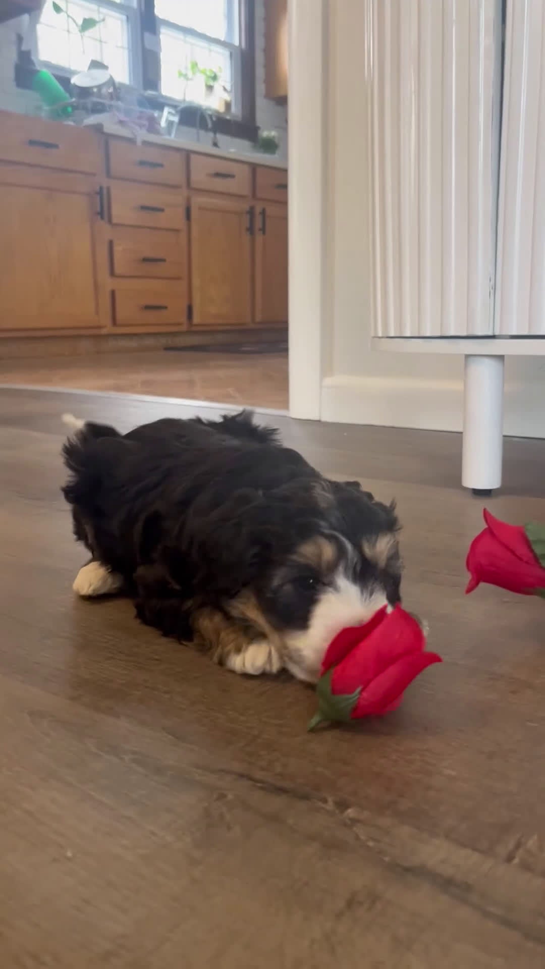 Mini Bernedoodle dogs for sale: Love-bug - Video 1