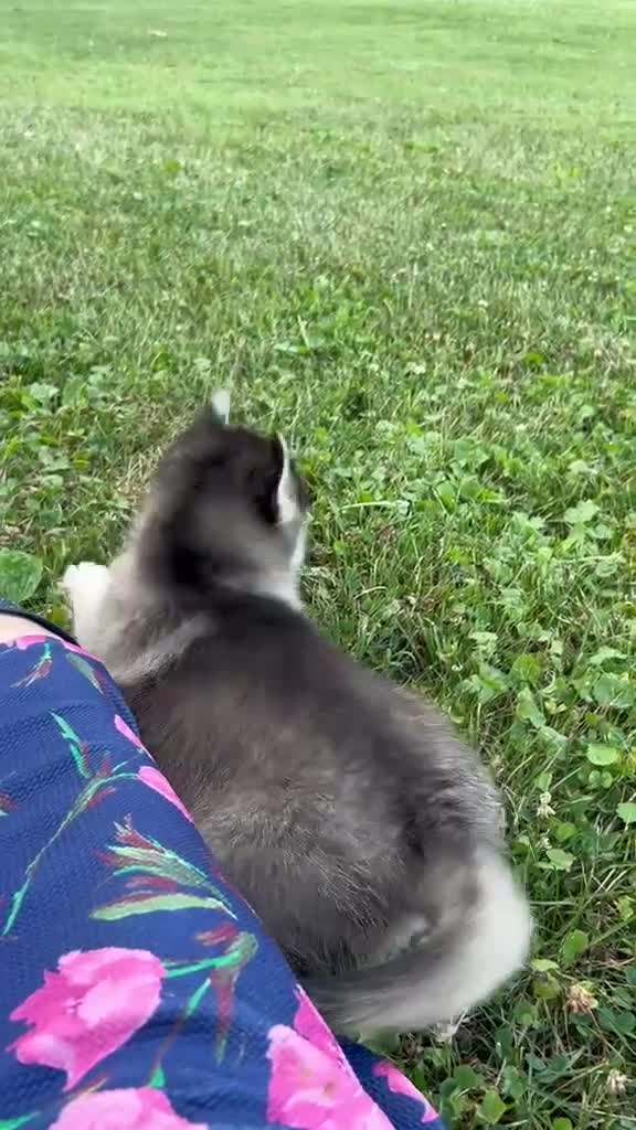 Pomsky dogs for sale: Skye - Video 1