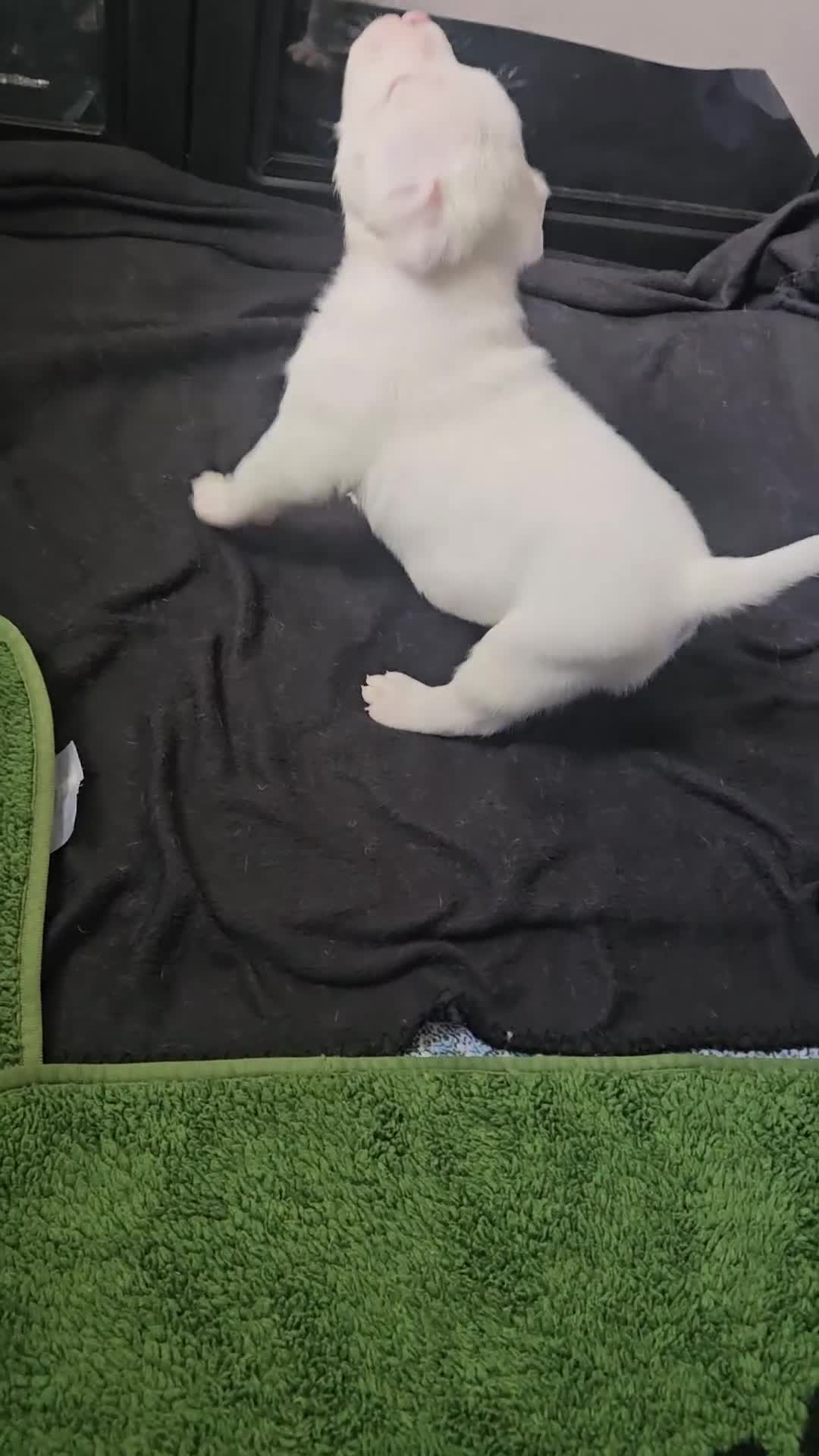 American Bully dogs for sale: ABKC Pocket Bully - Bongo  - Video 1