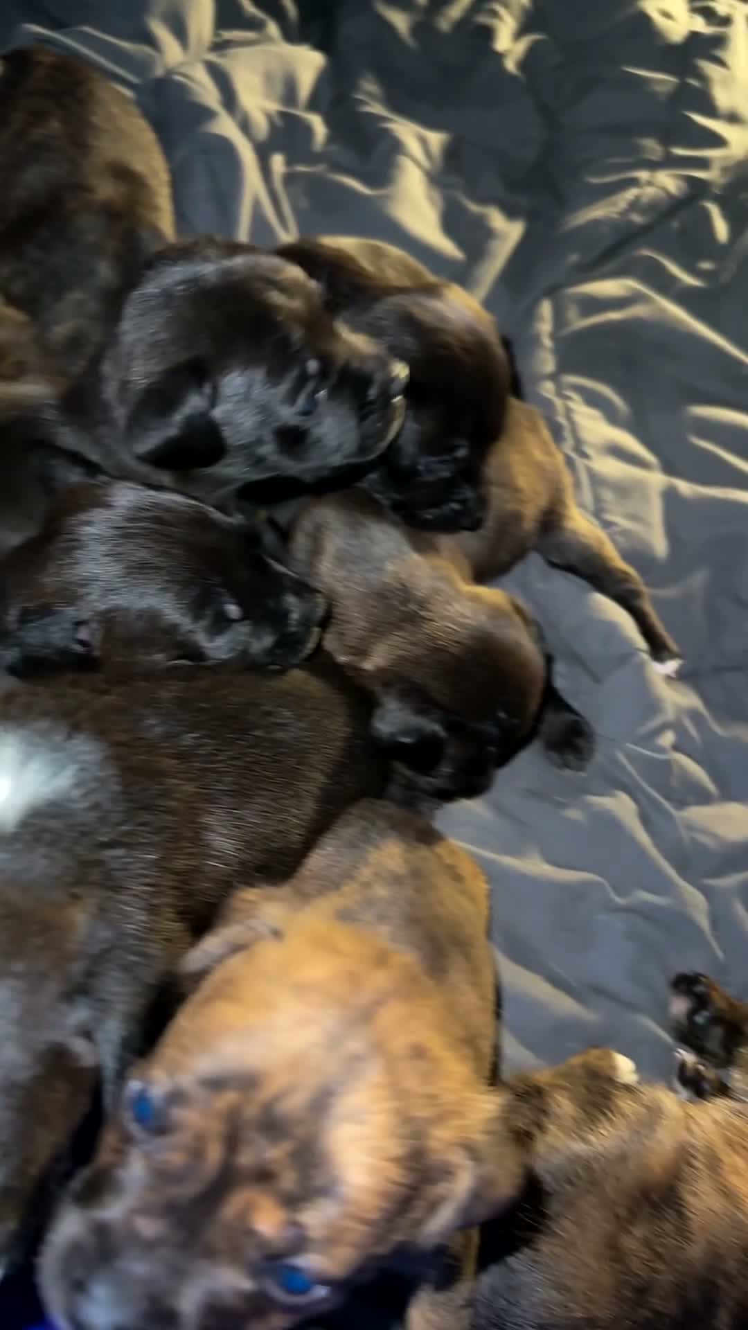 Mixed Breed dogs for sale: Mixed Breed 1 - Video 7