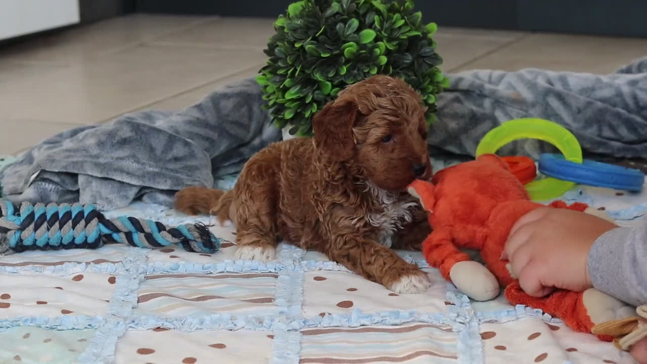 Mini Goldendoodle dogs for sale: Noli - Video 4