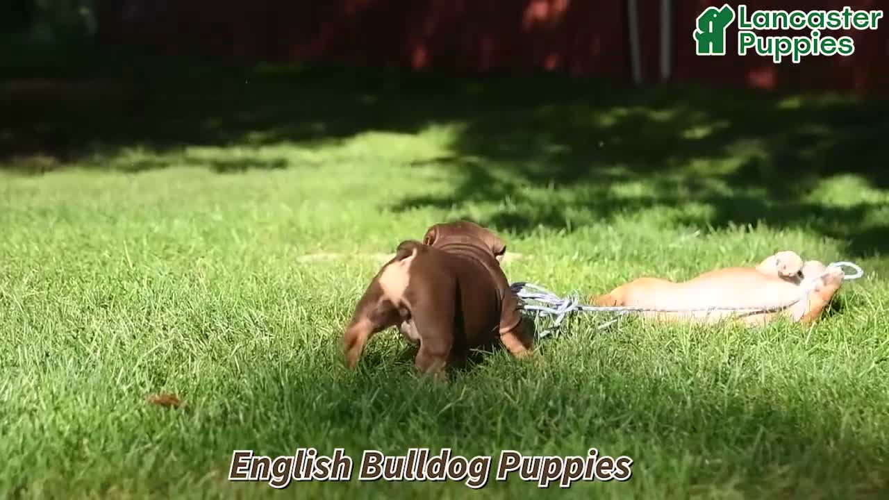 English Bulldog dogs for sale: Dallas - Video 1