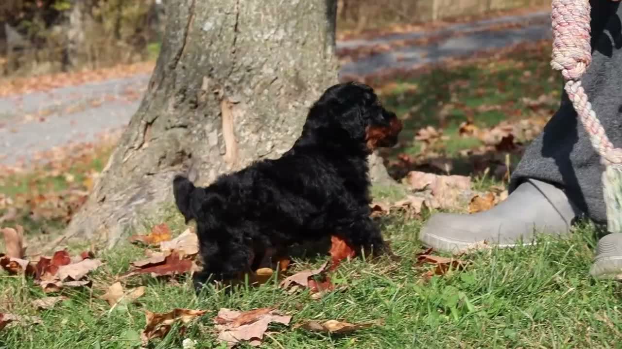 Miniature Poodle dogs for sale: Carson (AKC) - Video 1