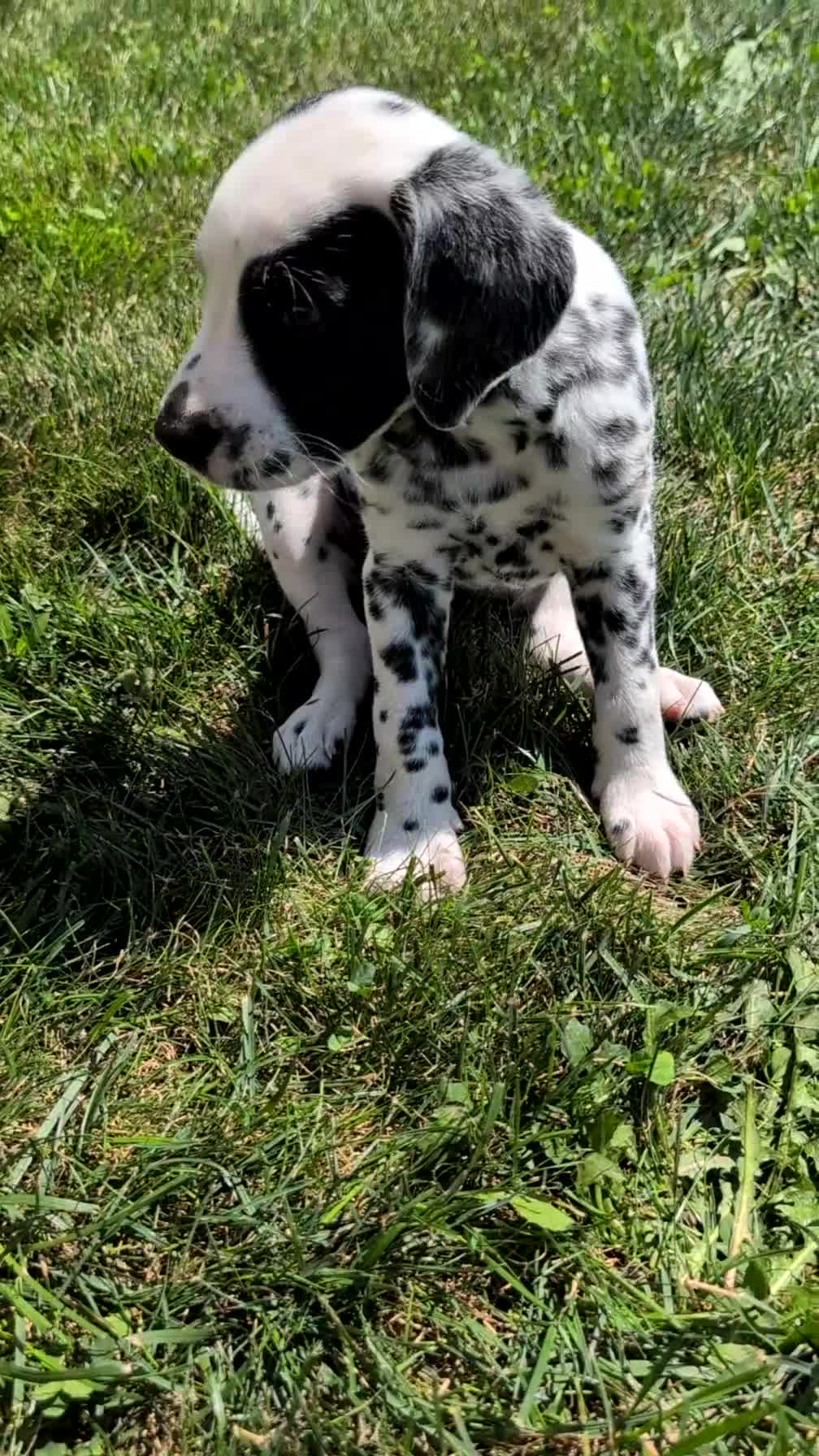 Dalmatian dogs for sale: Willow  - Video 1