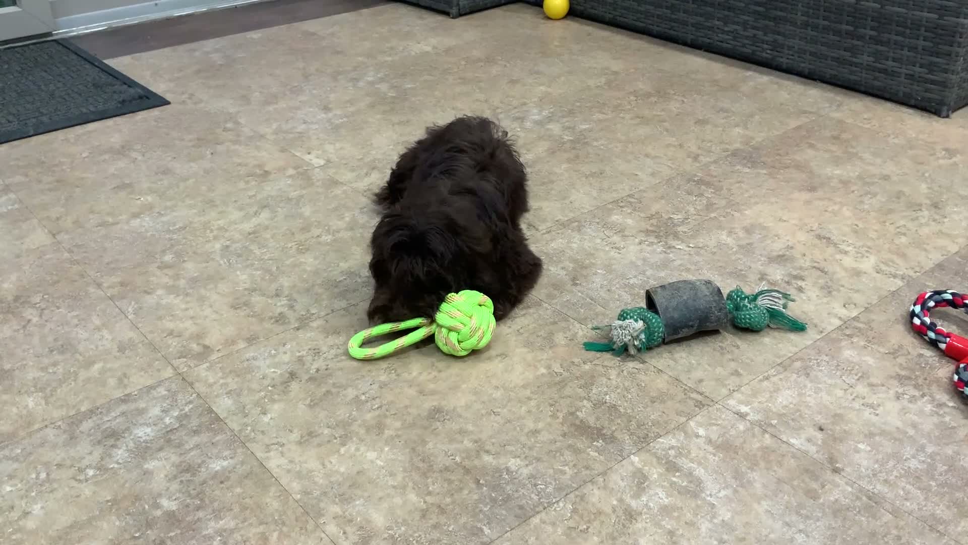Shihpoo dogs for sale:  Tommy - Video 2