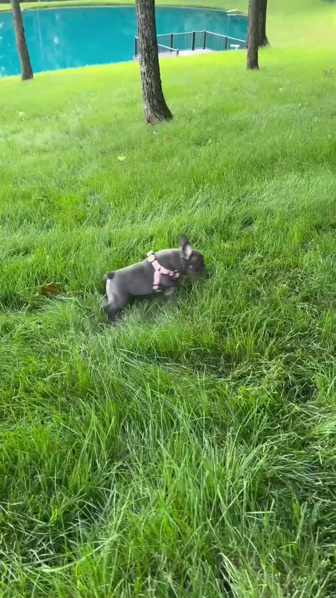 French Bulldog dogs for sale: Sena - Video 2