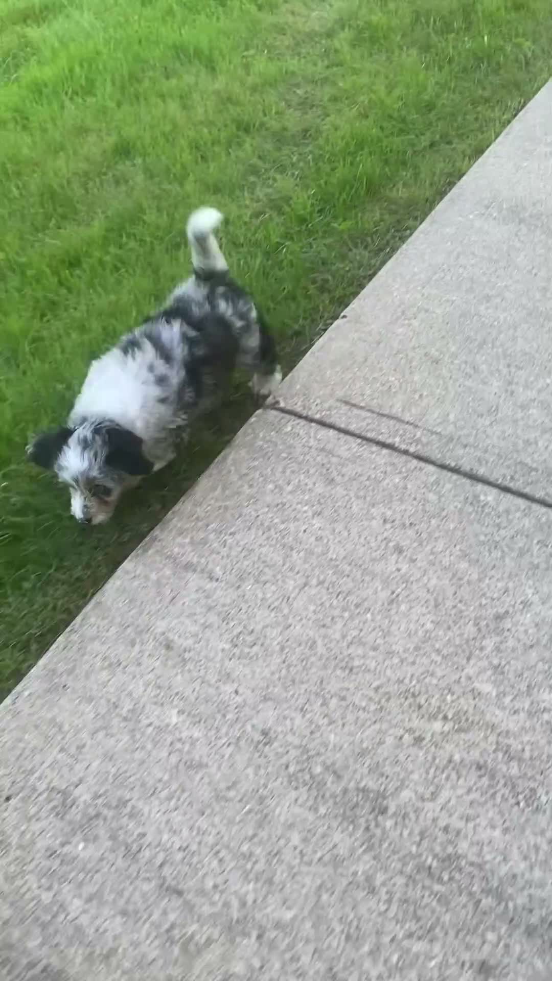 Mini Aussiedoodle dogs for sale: Lily - Video 1