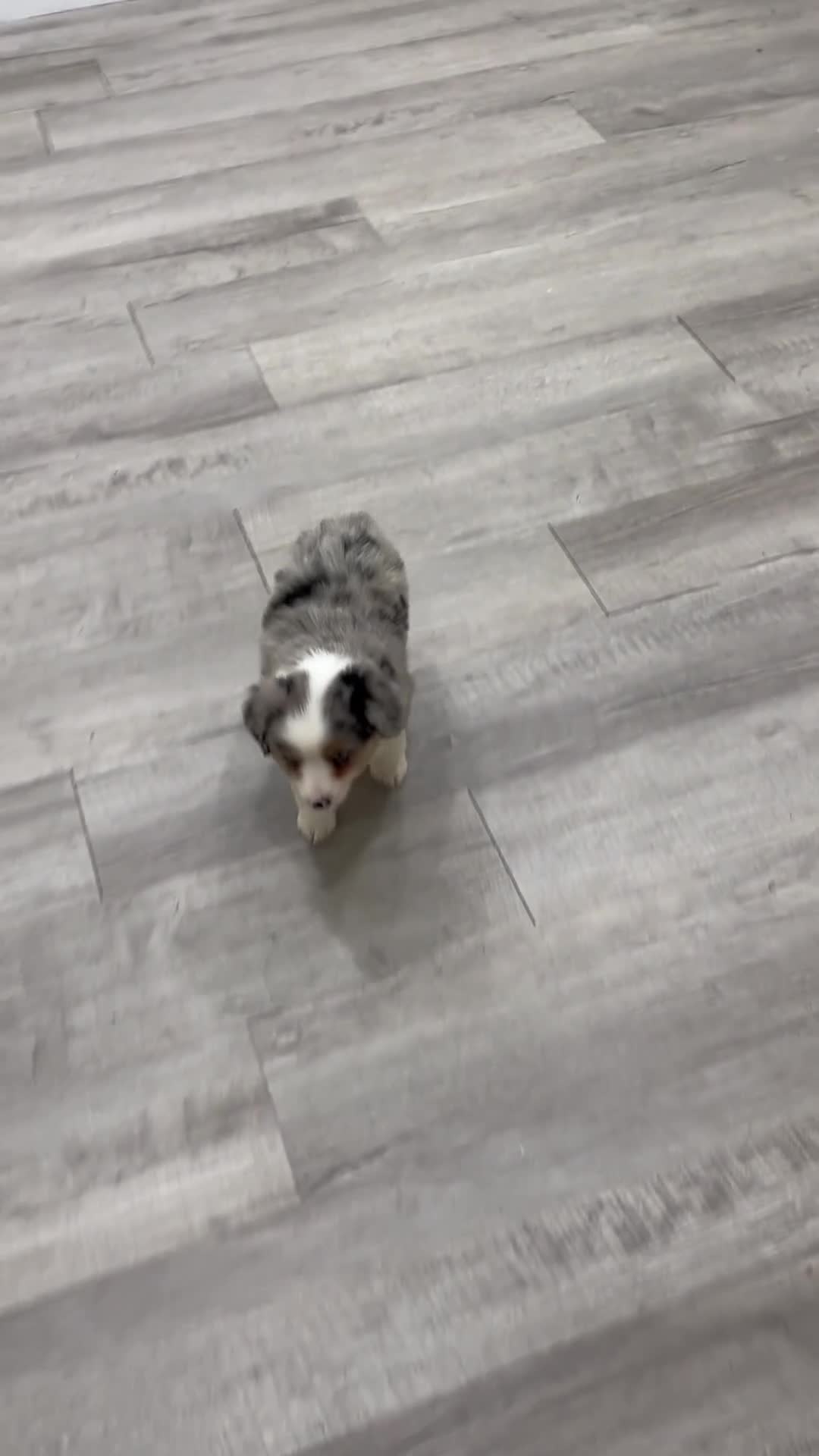 Miniature Australian Shepherd dogs for sale: Buddy - Video 1