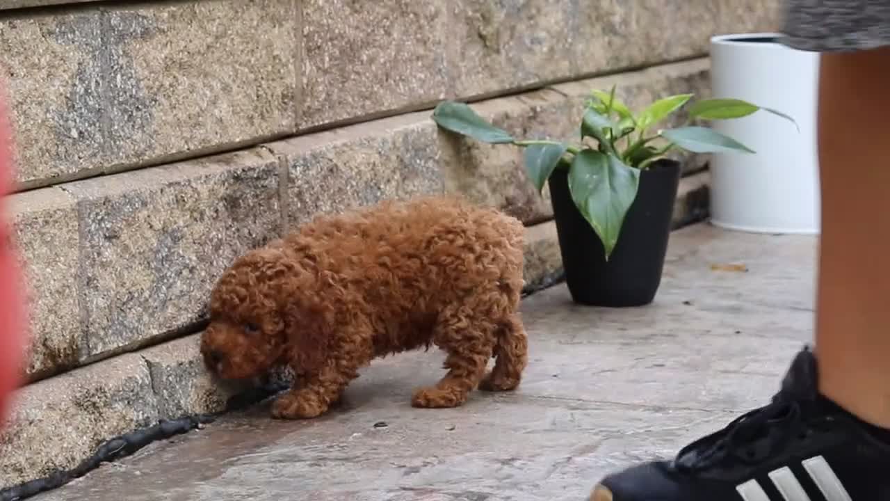 Miniature Poodle dogs for sale: Everest - Video 1
