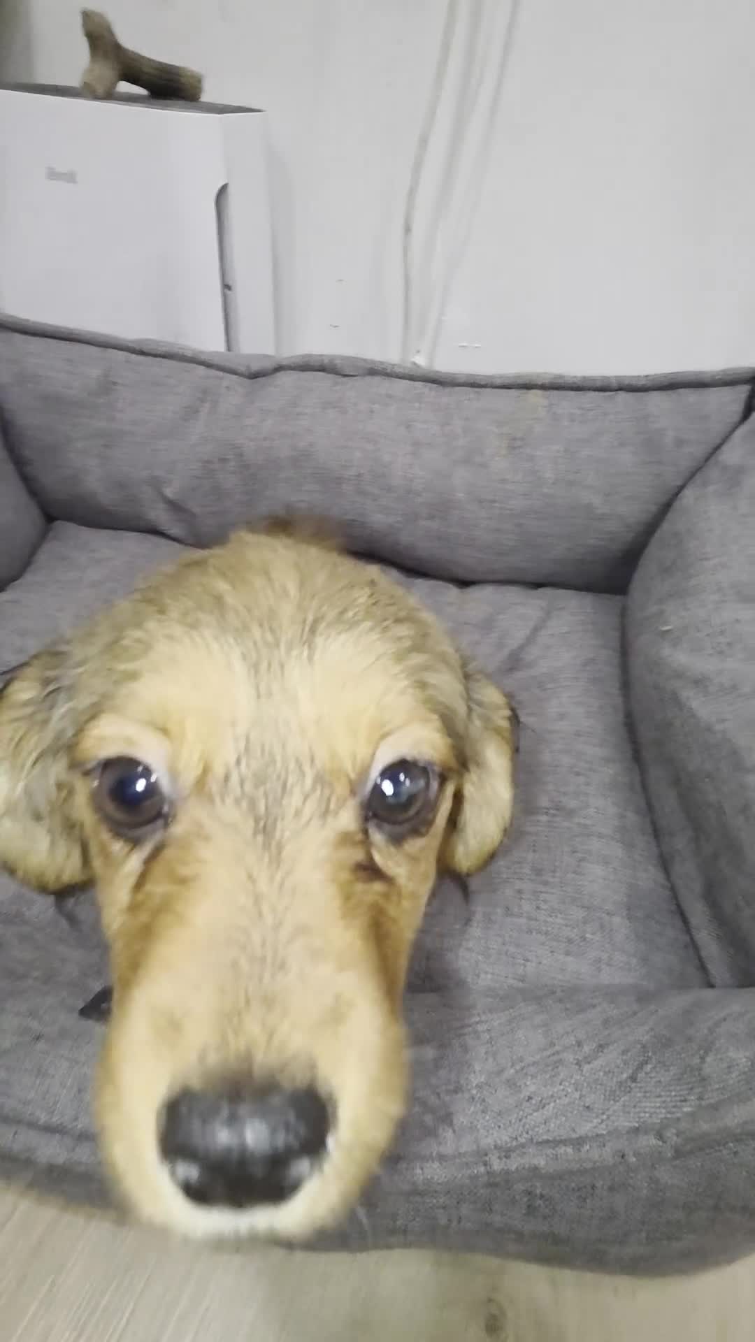 Mixed Breed dogs for sale: Mesa Corgi Mixed Small Breed Puppy  - Video 1