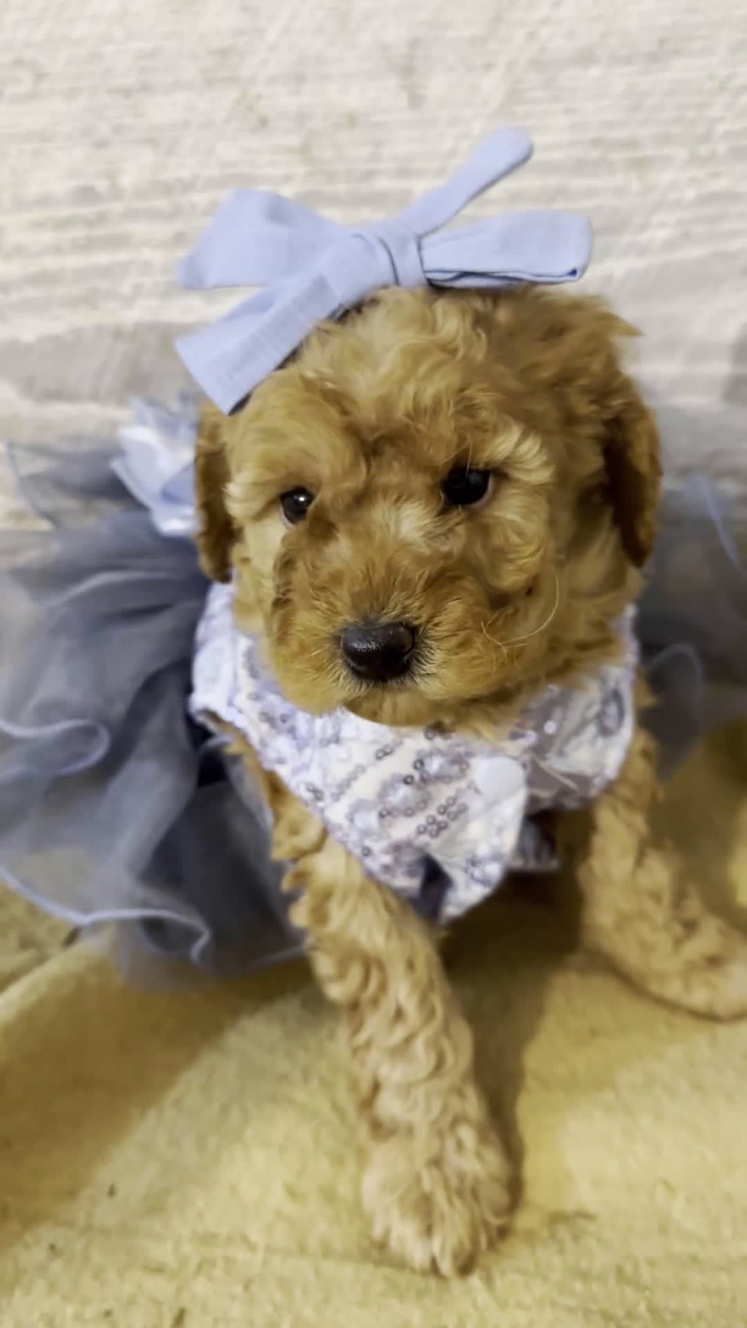 Miniature Poodle dogs for sale: Blaze- AKC GENETICALLY TESTED PARENTS - Video 2