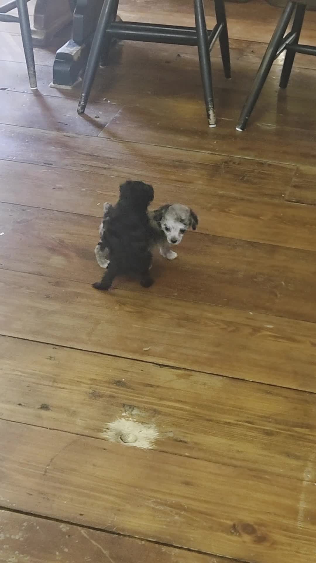 Toy Poodle dogs for sale: Toy Poodle 1 - Video 1