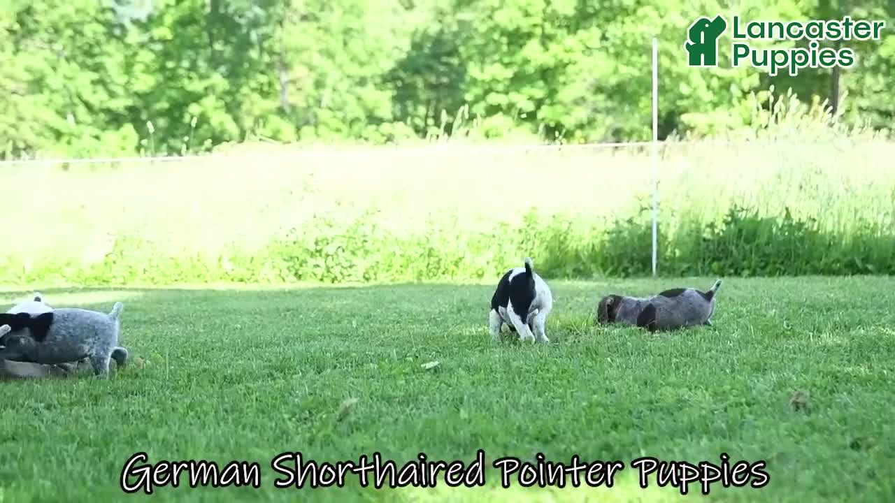 German Shorthaired Pointer dogs for sale: Rusty - Video 1