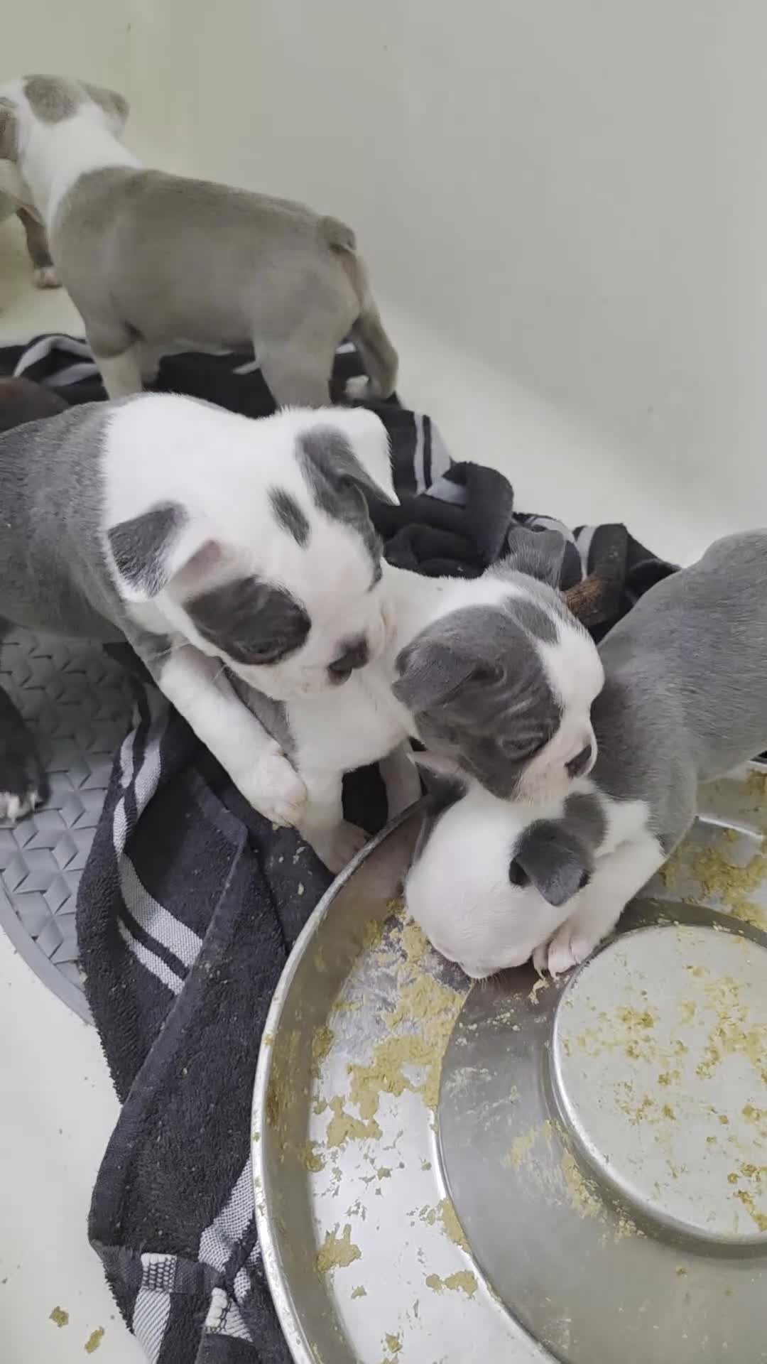 Boston Terrier dogs for sale: Pumpkin - Video 1