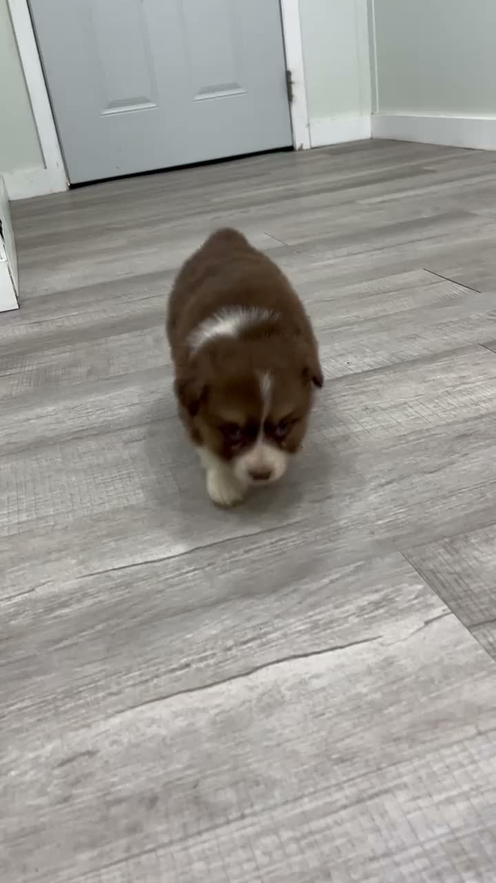 Australian Shepherd dogs for sale: Lady - Video 1