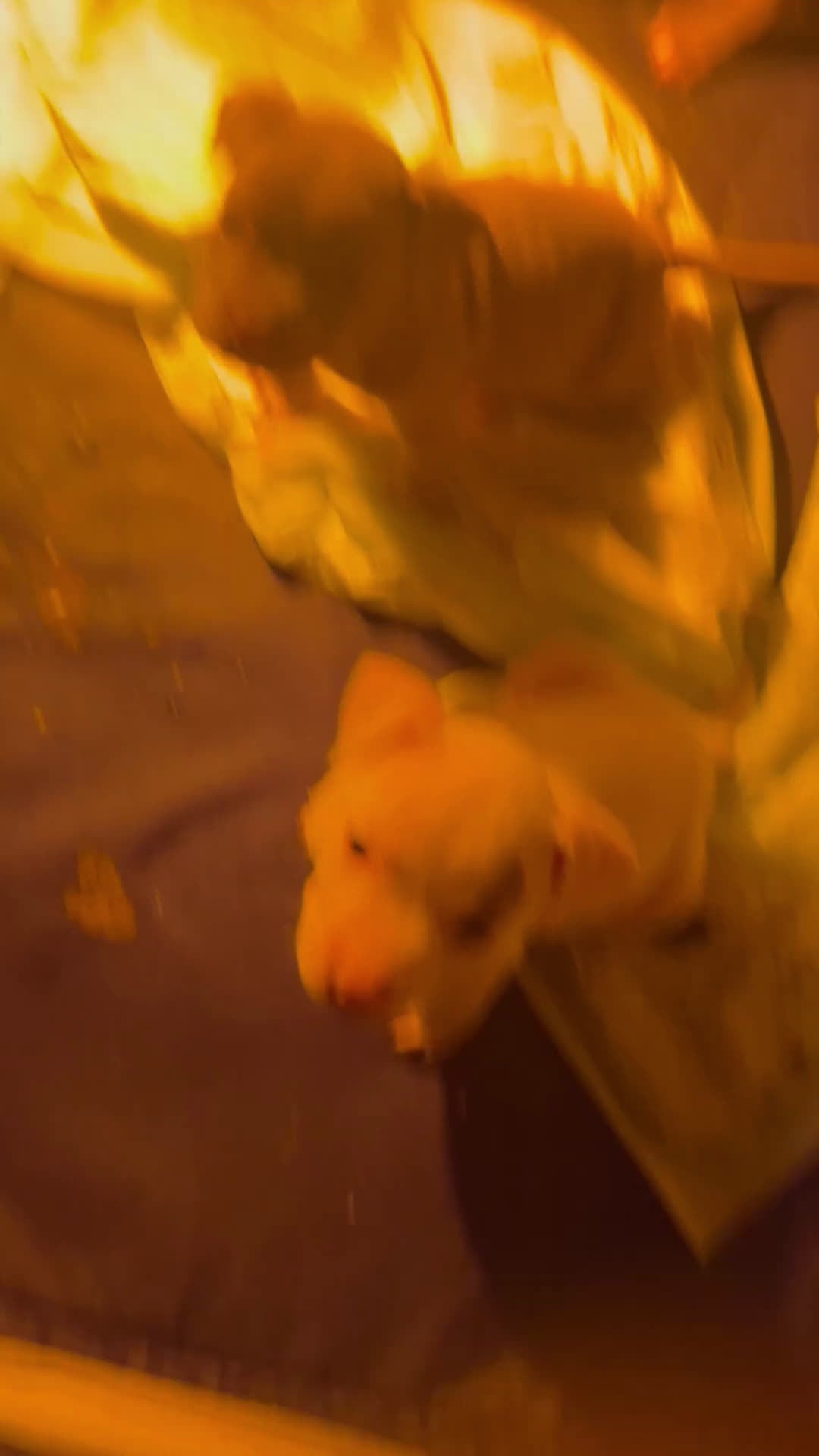 American Bully dogs for sale: American Bully Puppy 2 - Video 4