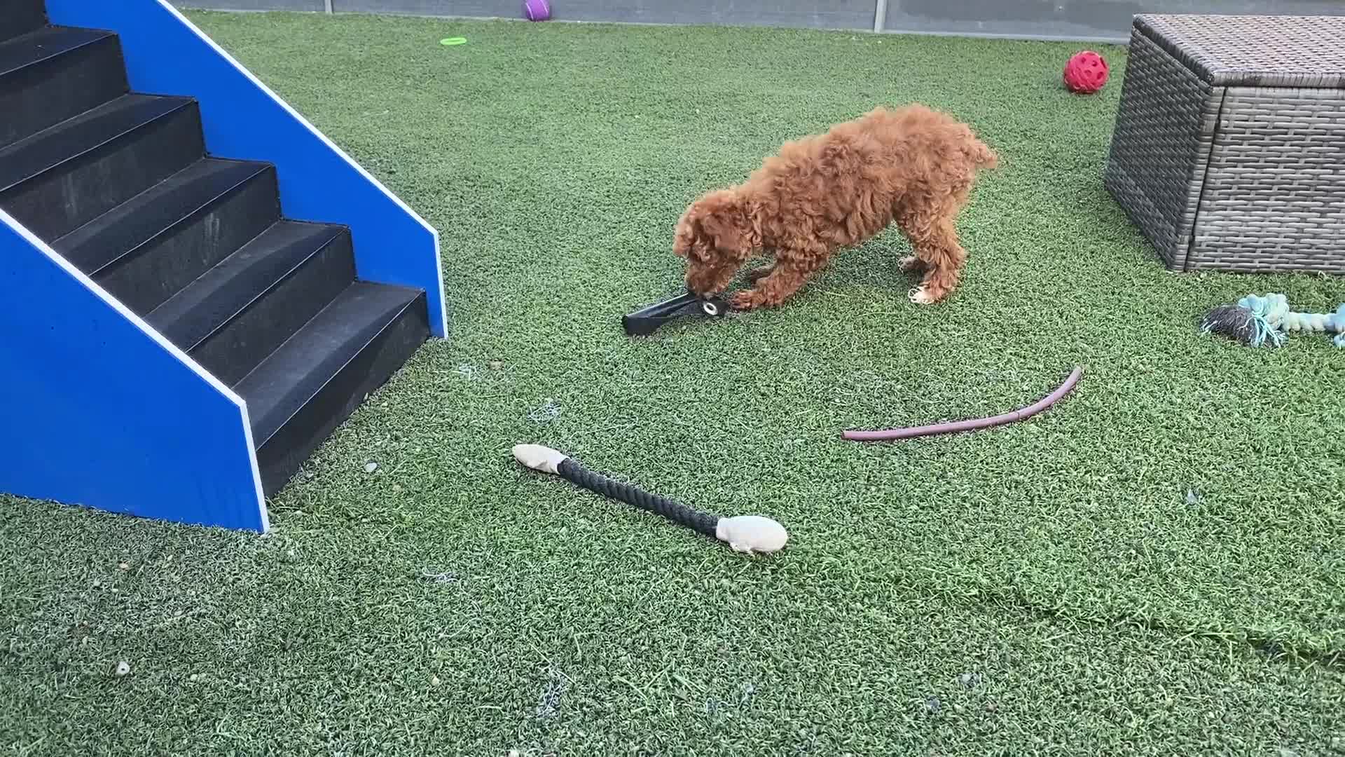 Miniature Poodle dogs for sale: RENEE - Video 2