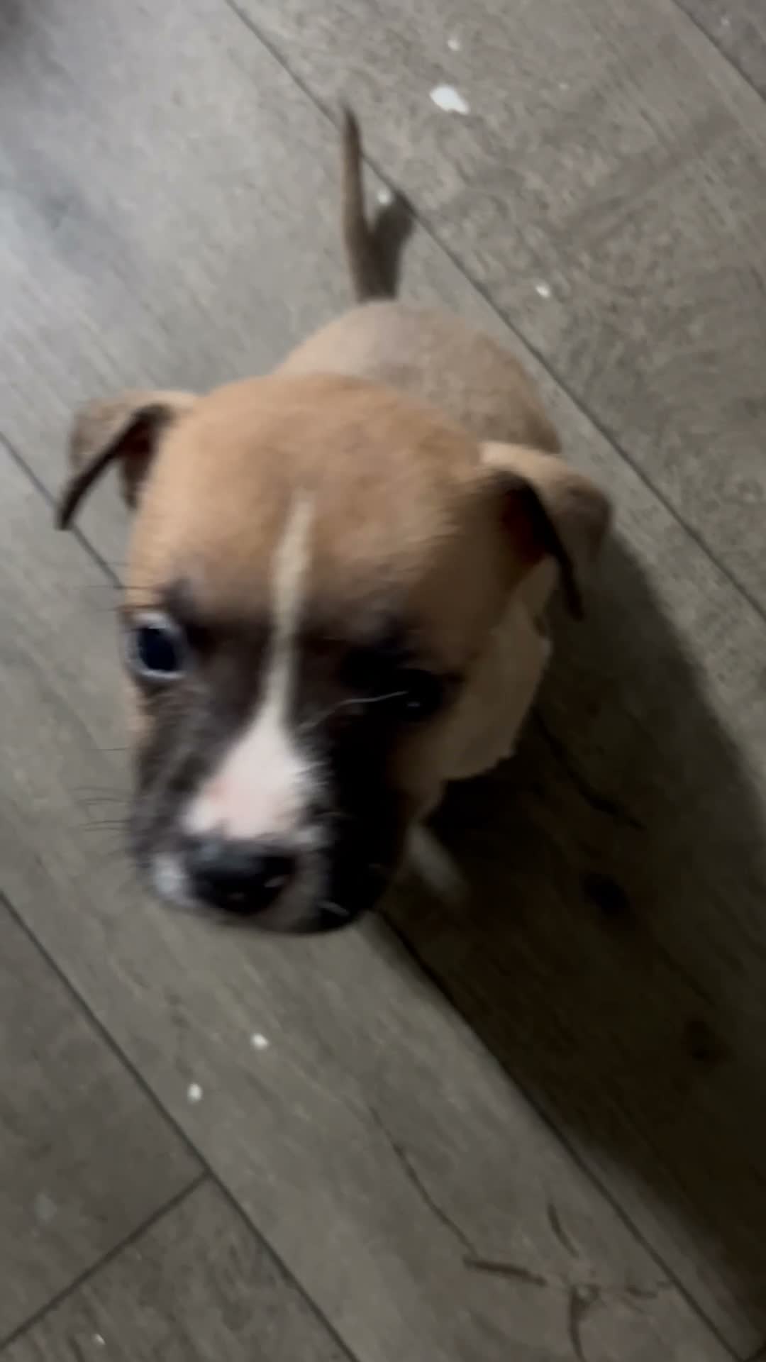 Mixed Breed dogs for sale: Boy 5 - Video 1