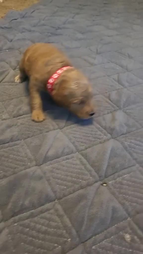 Mini Goldendoodle dogs for sale: daisy  - Video 1