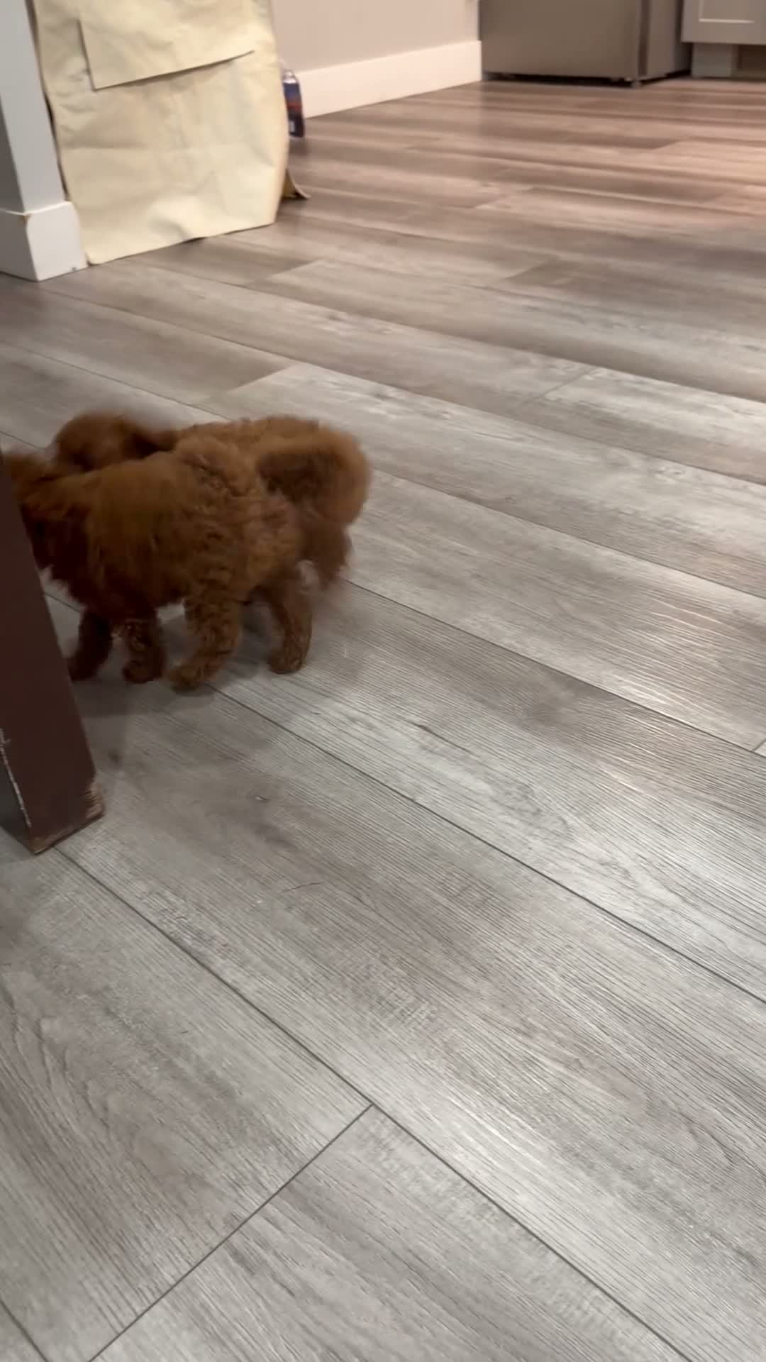 Toy Poodle dogs for sale: Teddy - Video 1