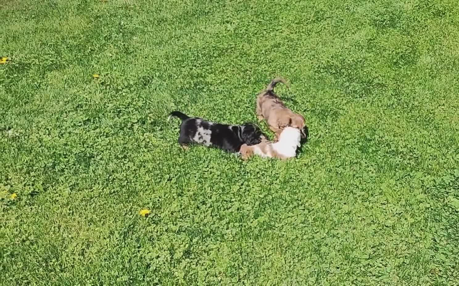 Dachshund dogs for sale: Dachshund Puppy 1 - Video 1