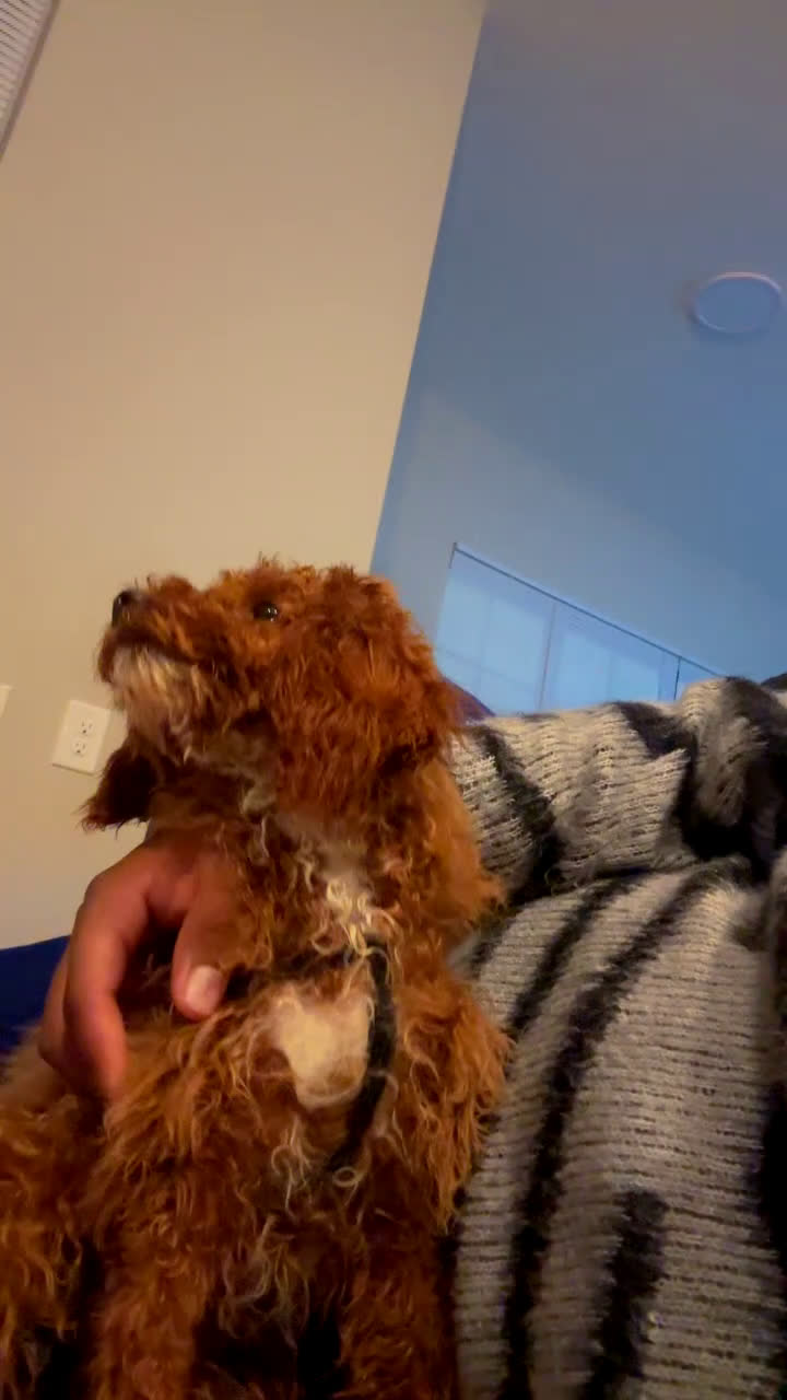 Toy Poodle dogs for sale: Scooby - Video 1