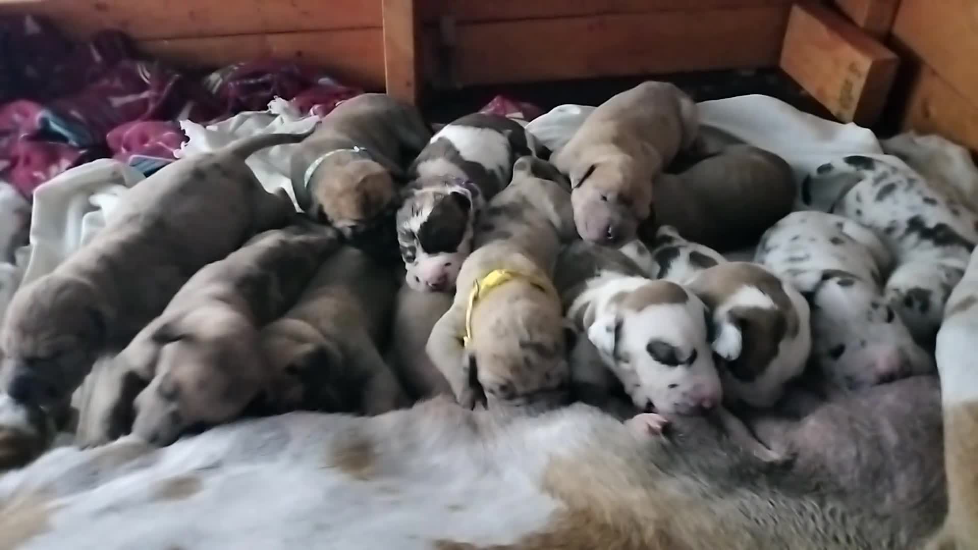 Great Dane dogs for sale: Great Dane  - Black Collar - Fawnequin - Video 6