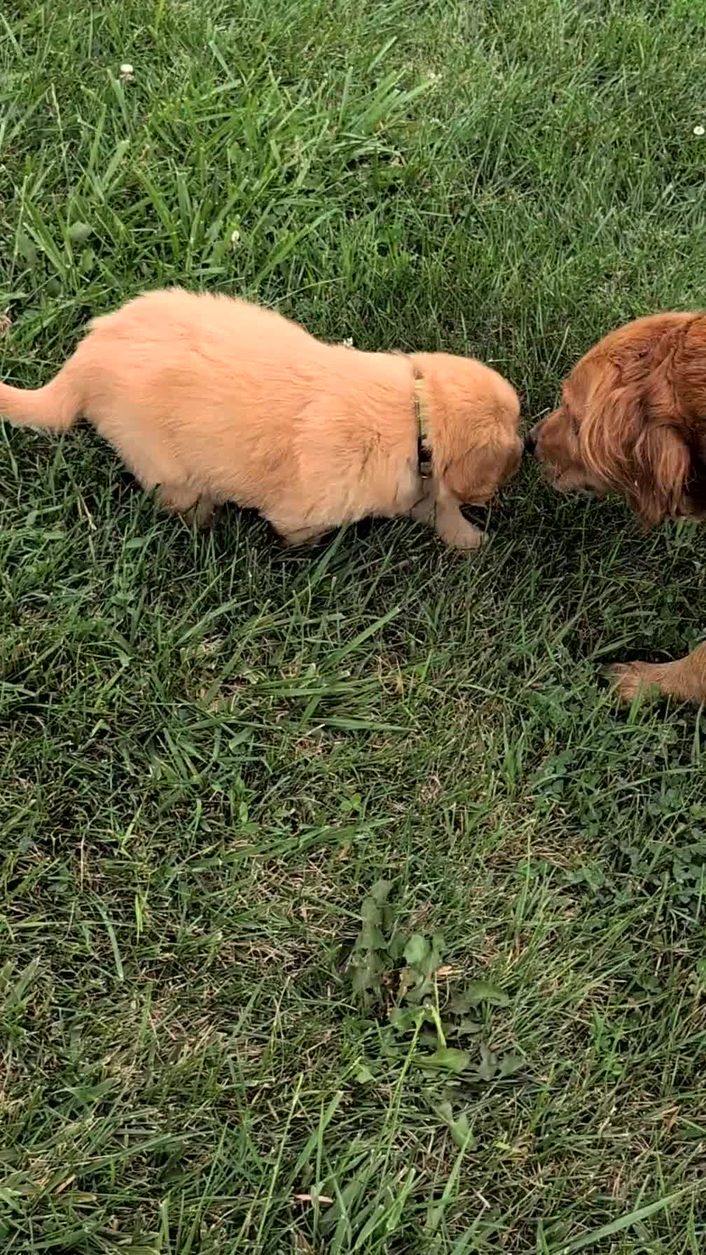 Golden Retriever dogs for sale: Spencer  - Video 1