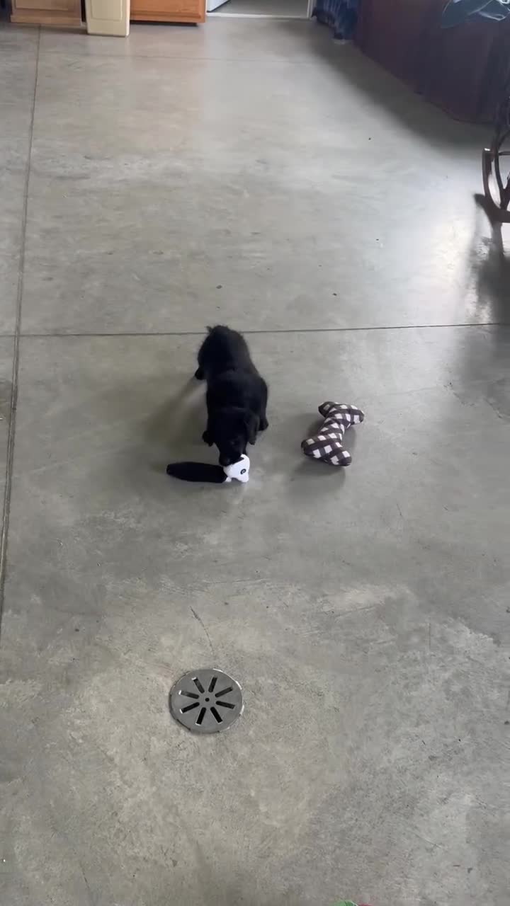 Labradoodle dogs for sale: Jasper - Video 1