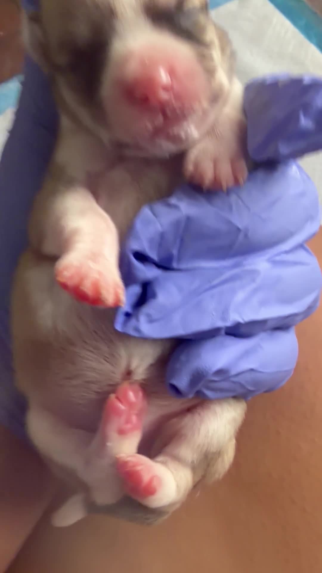 Mixed Breed dogs for sale: Mixed Breed Puppy 4 - Video 1