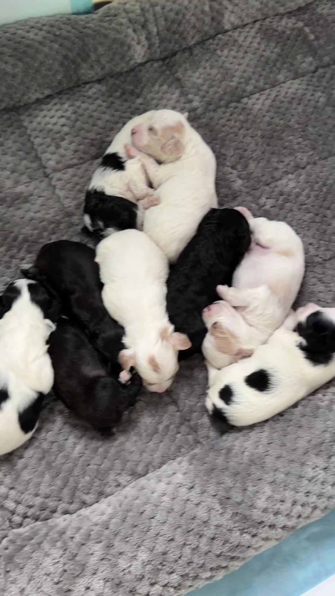 Mixed Breed dogs for sale: Piper - Video 1