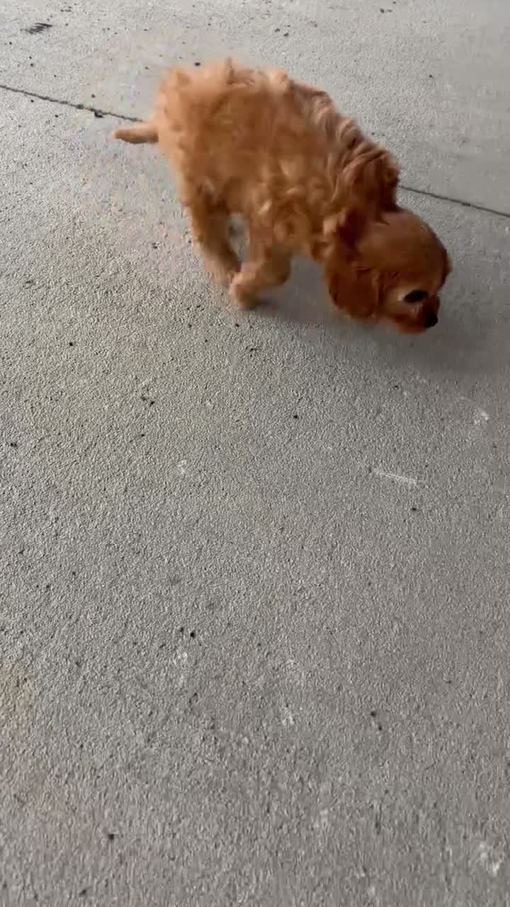 Cavapoo dogs for sale: Maya - Video 1