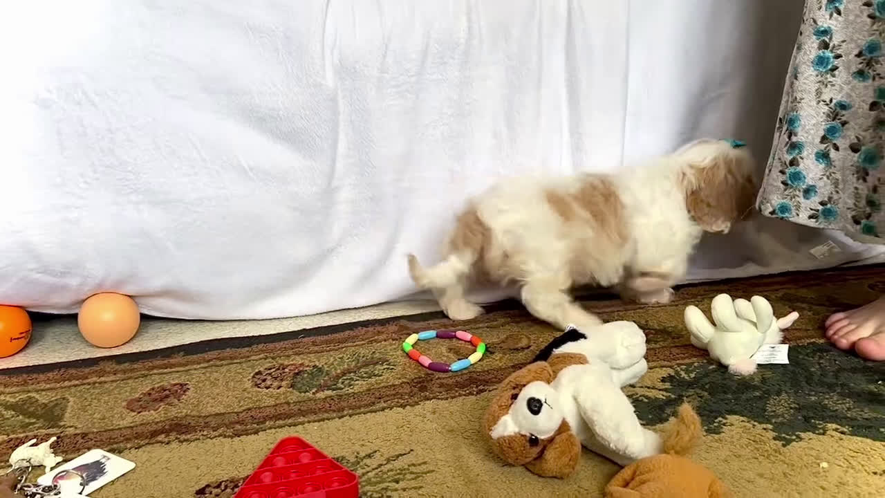 Cavapoo dogs for sale: Zoee - Video 1