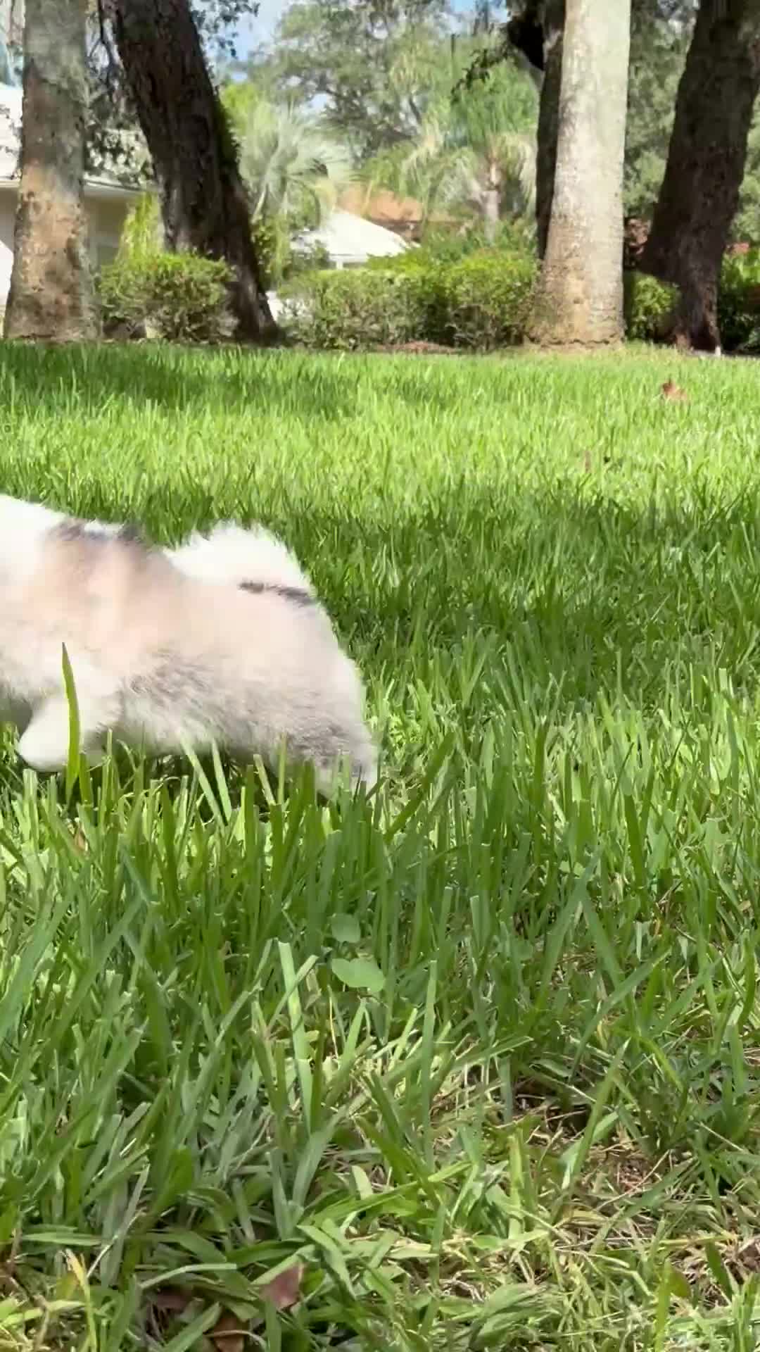 Pomsky dogs for sale: S’mores  - Video 1