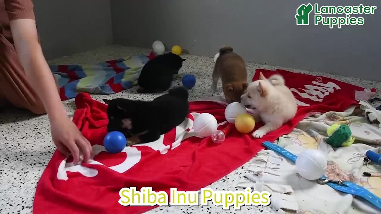 Shiba Inu dogs for sale: Chase - Video 1