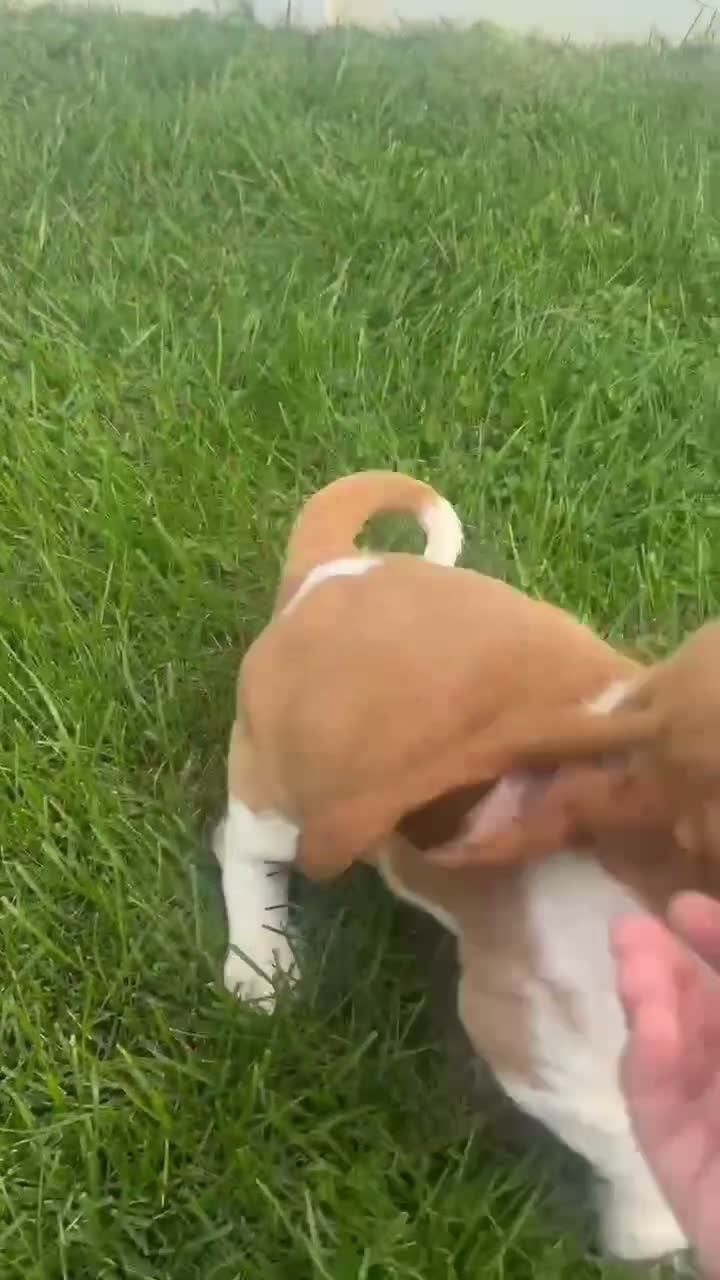 Basset Hound dogs for sale: Leanne - Video 1
