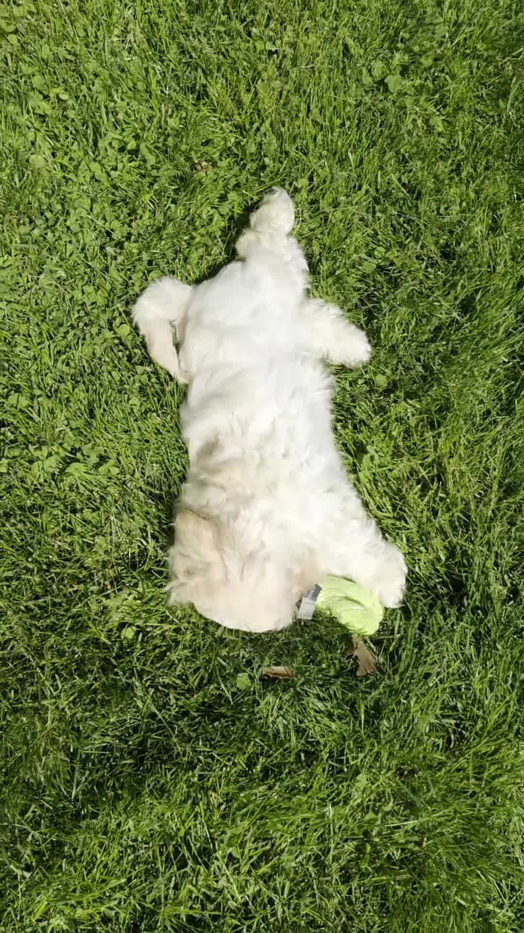 Shihpoo dogs for sale: Marshmallow - Video 1