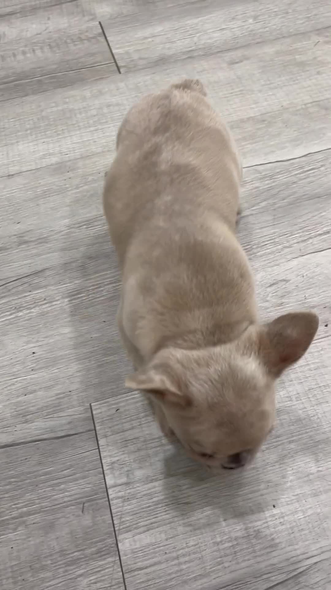 French Bulldog dogs for sale: Mason - Video 1