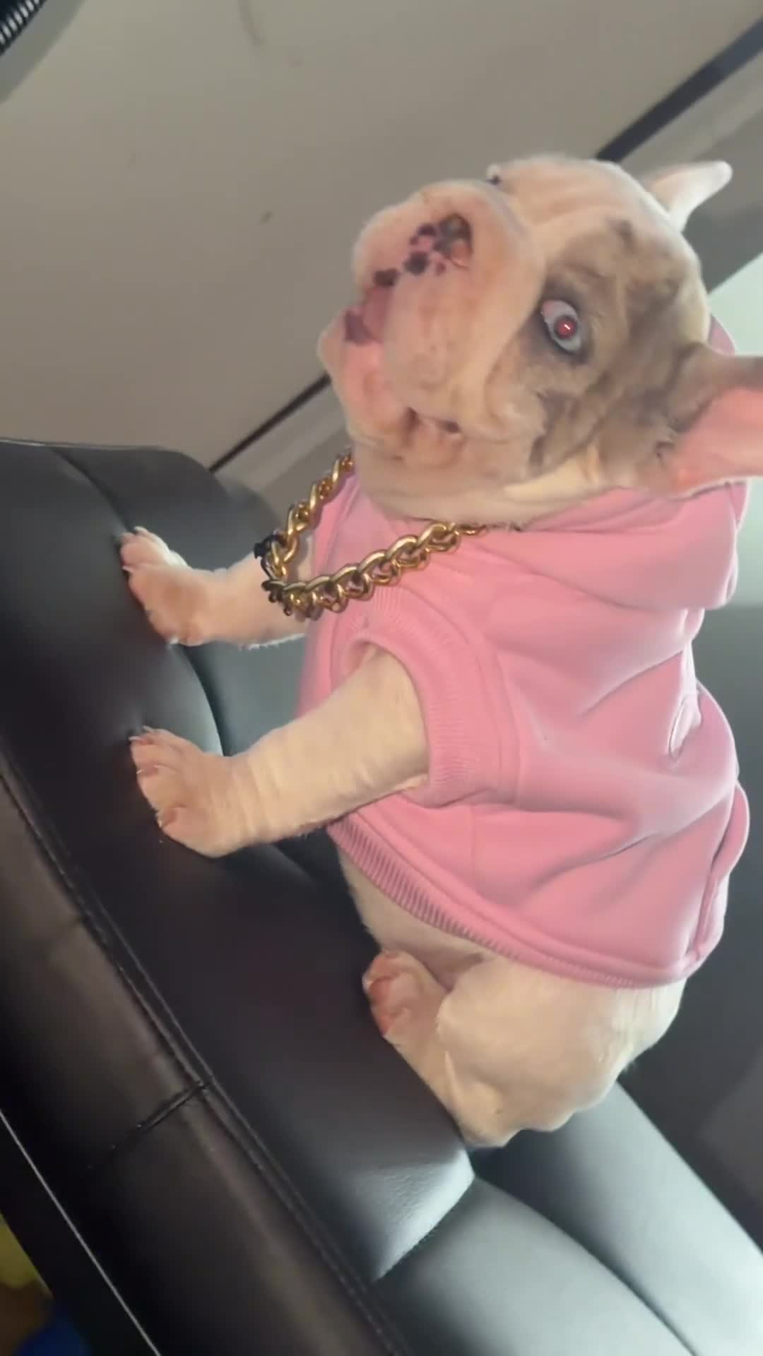 French Bulldog dogs for sale: French Bulldog 3 - Video 1
